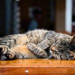 cat scan