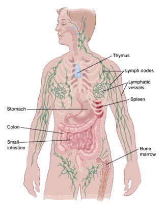 lymphatic system lymphatic system